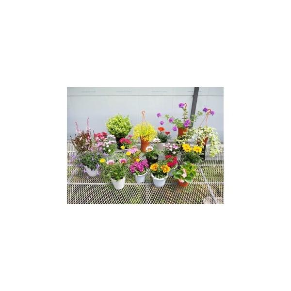 ■ 容量　【容量】　4~6寸 鉢花 育て方アドバイス付　(寄附単価に合わせた鉢（お花）をお送りさせていただきます。)　タイプ：【常温】