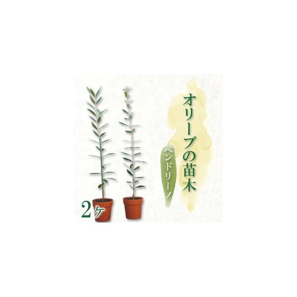 ■ 容量　ペンドリーノ苗木　2本　高さ30?60cm　2?3年生■ 配送について　入金確認後2週間?1か月前後で発送