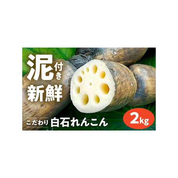 ■ 容量　■内容量　れんこん（泥付き）：2kg（L-2Lサイズ）　　※6節-10節入り（節数は前後する場合がございます。）　※鮮度を保つため、れんこんは泥付きの状態でお送りします。新鮮なれんこんをお楽しみください。■ 配送について　    ...