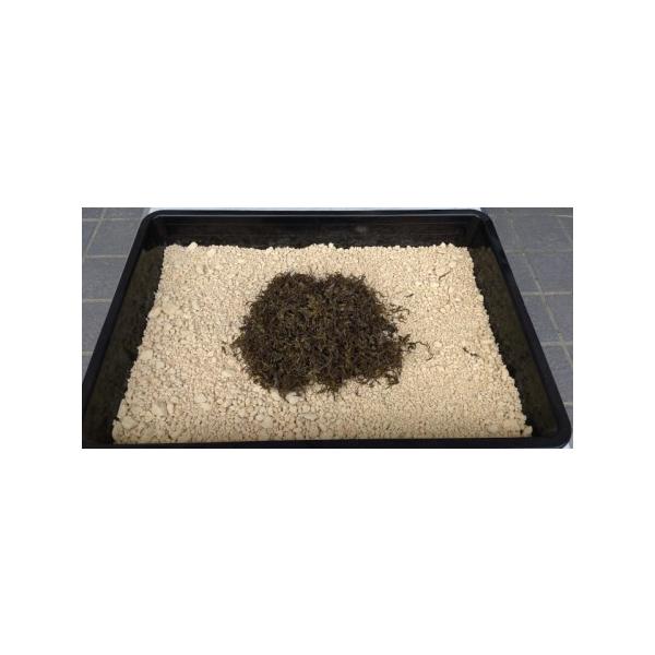 ■ 容量　【キット内容】　スナゴケ種苗：0.81m2（育苗箱6個、畳半畳相当）　育苗苗：6個（1個サイズ：45cm×30cm）　鹿沼土：横45cm×縦30cm×厚み6cm相当■ 配送について　〇お届け日時の指定はお受けできません。　〇北海道...