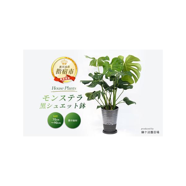 ■ 容量　モンステラ：1点　高さ(鉢底から)：70cm〜90cm　生育地：鹿児島県指宿市　　【鉢サイズ】　高さ：27cm 　鉢上部の直径：20cm　黒シュエット鉢(樹脂製)/受け皿付き■ 配送について　■受付期日：通年申込を受け付けておりま...