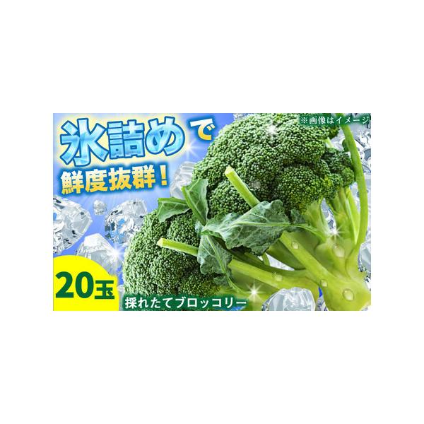 ■ 容量　海沼農園ブロッコリー20玉入り　※サイズには若干のばらつきがございます　　【原料原産地】　北海道厚真町■ 配送について　2026年7月以降順次発送。　　※氷詰めし、発送いたします。　※生鮮食品の為、到着後すぐに開封し状態確認をお願...