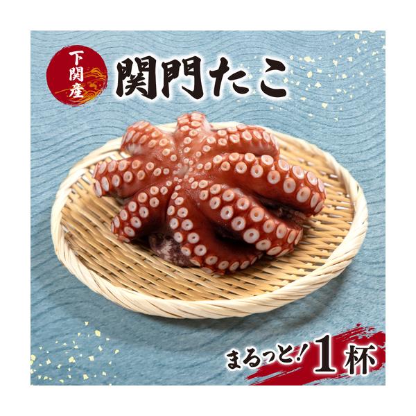 ふるさと納税 丸ごと関門たこ 1杯 瞬間冷凍まだこ (1kg以上)  タコ EY 山口県下関市