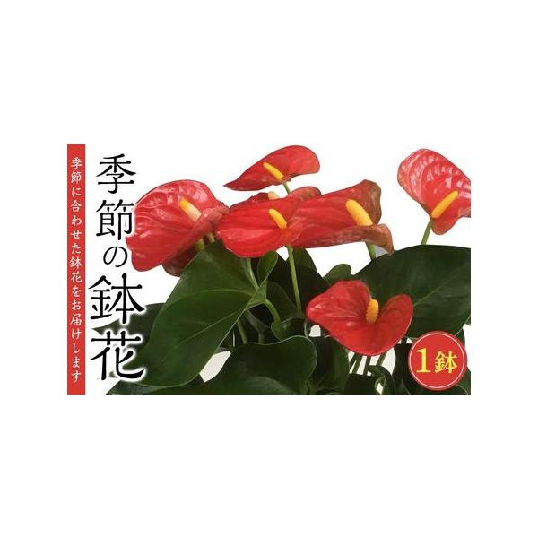 ■ 容量　季節の鉢花１鉢　【賞味期限】　季節によりますが開花時期は2ヶ月〜6ヶ月 ※花の種類、お手入れによって変わります。(お花の種類、季節によって水のやり方が変わります。)■ 配送について　準備でき次第、順次発送いたします。　タイプ：【常温】