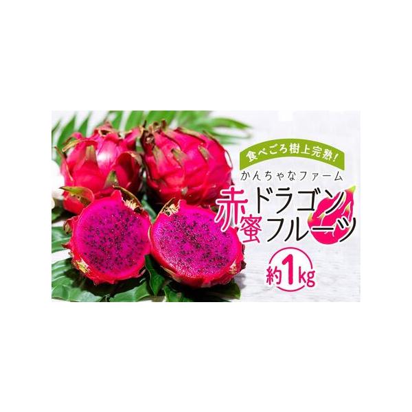■ 容量　ドラゴンフルーツ(赤）約1kg  2?4玉　【消費期限】　到着から１週間。なるべく早くお召し上がりください。■ 配送について　2026年7月中旬〜10月中旬頃、収穫でき次第順次発送　【受付期間】　2026年1月17日〜2026年9...