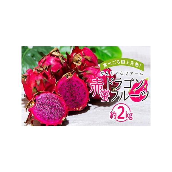 ■ 容量　ドラゴンフルーツ(赤）約2kg  4〜8玉　【消費期限】　到着から１週間。なるべく早くお召し上がりください。■ 配送について　2026年7月中旬〜10月中旬頃、収穫でき次第順次発送　【受付期間】　2026年1月17日〜2026年9...