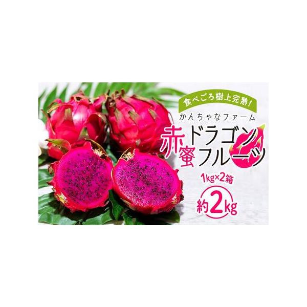 ■ 容量　ドラゴンフルーツ(赤）約2kg（1kg×2箱）　【消費期限】　到着から１週間。なるべく早くお召し上がりください。■ 配送について　2026年7月中旬〜10月中旬頃、収穫でき次第順次発送　【受付期間】　2026年1月17日〜2026...