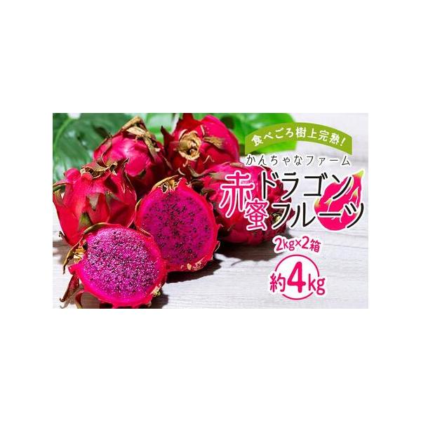 ■ 容量　ドラゴンフルーツ(赤）約4kg（2kg×2箱）　【消費期限】　到着から１週間。なるべく早くお召し上がりください。■ 配送について　2026年7月中旬〜10月中旬頃、収穫でき次第順次発送　【受付期間】　2026年1月17日〜2026...