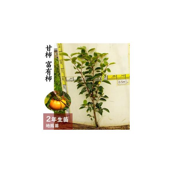 ■ 容量　カキ（甘柿）富有[ふるい苗 2024年] 1苗■ 配送について　2025年11月中旬〜2026年3月末頃　タイプ：【常温】