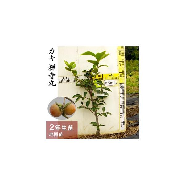 ■ 容量　カキ（不完全甘柿）禅寺丸[ふるい苗 2024年] 1苗■ 配送について　2025年11月中旬〜2026年3月末頃　タイプ：【常温】