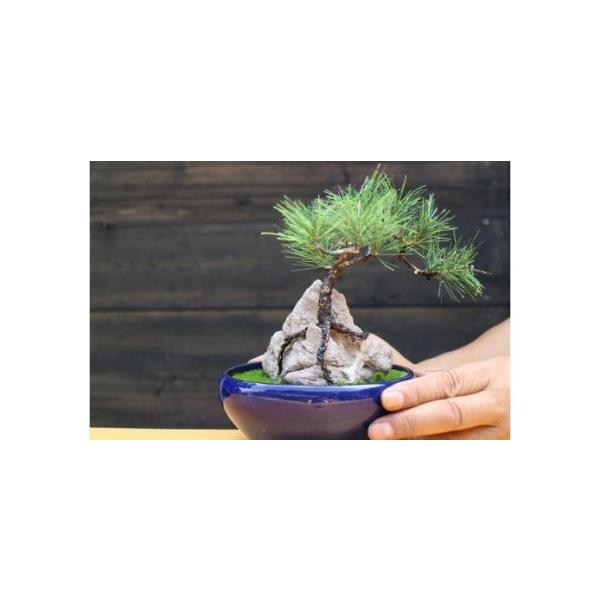 ■ 容量　盆栽キット‐内容-　苔マット1枚　ボンド1つ　仁淀川流域の石1，2個　道具2本　松1本　鉢1鉢　　※石、鉢、松は選べません。ご了承ください。　　盆栽の容器は紺色になります。ご注意ください。　　ご自身で用意いただくもの　はさみまたは...