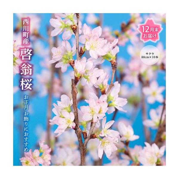 ふるさと納税 FYN9-603 【12月末お届け】山形県 西川町産 啓翁桜 1束(80cm×10本) 2026年12月下旬から順次発送 年内お届け 年末 年始 正月 .. 山形県西川町