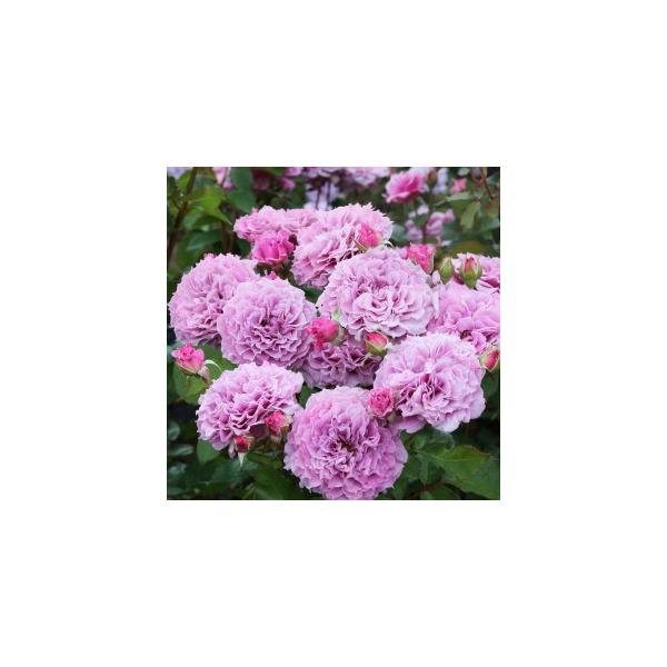 ■ 容量　■内容量　4リットル鉢■ 配送について　入金確認後、2〜5週間程度で発送いたします。　※年末年始・ゴールデンウィーク・お盆期間などの長期休暇中は、お届けまでにお時間がかかる場合がございます。　　タイプ：【常温】