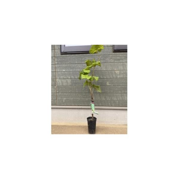 ふるさと納税 シャインマスカット苗木_花・観葉植物 観葉植物・苗木  _【1345227】 茨城県かすみがうら市