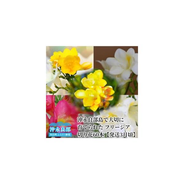 ■ 容量　フリージア切花 60本■ 配送について　【申込期日】　通年申込を受け付けております。　　【発送期日】　3月中旬より順次発送いたします。　タイプ：【常温】