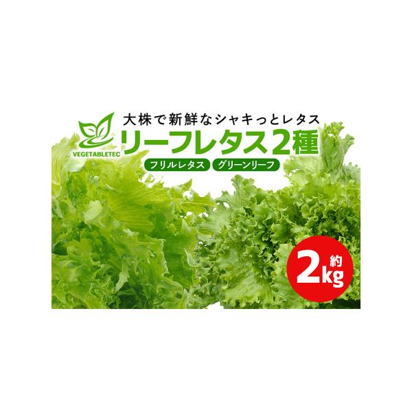 ■ 容量　グリーンリーフ　約１ｋｇ　フリルレタス　約１ｋｇ■ 配送について　ご寄付納入確認後1ヵ月程度でお送りいたします。　タイプ：【冷蔵】