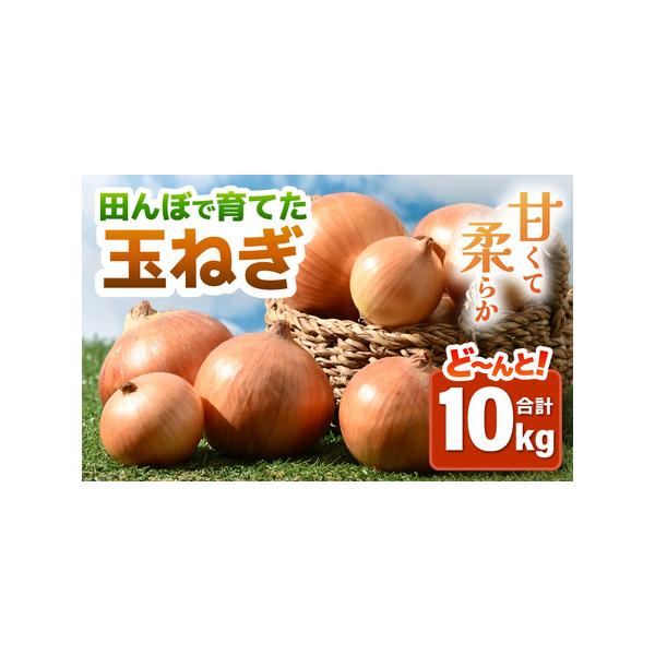 ■ 容量　■内容　約10kg（無選別：S・M・L ミックス）　入数目安：約40玉前後　　■産地　福井県あわら市　　■賞味期限　出荷後30日　※冷暗所で風通しの良いところで保管■ 配送について　■申込期日　2026年7月31日まで　　■発送期...