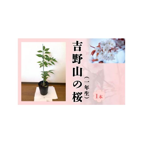 ふるさと納税 吉野山の桜の苗木 1年生 [BRBZ002] 奈良県吉野町