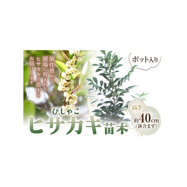 ■ 容量　植木ヒサカキ(びしゃこ)苗木[高さ約40cm×1本]■ 配送について　90日以内に出荷予定(土日祝除く)　タイプ：【常温】