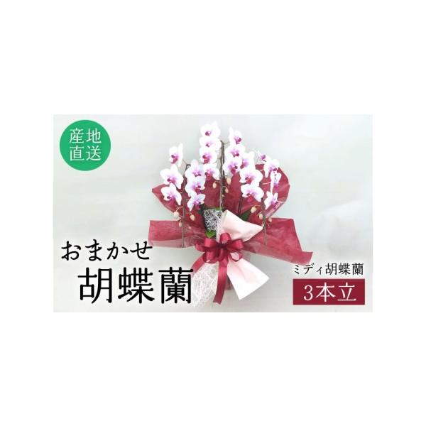 ■ 容量　おまかせミディ胡蝶蘭3本立ち 　鉢底よりの高さ約50cmから65cm■ 配送について　2週間　　のしご希望の際は備考欄にご記入ください。　タイプ：【常温】【のし】