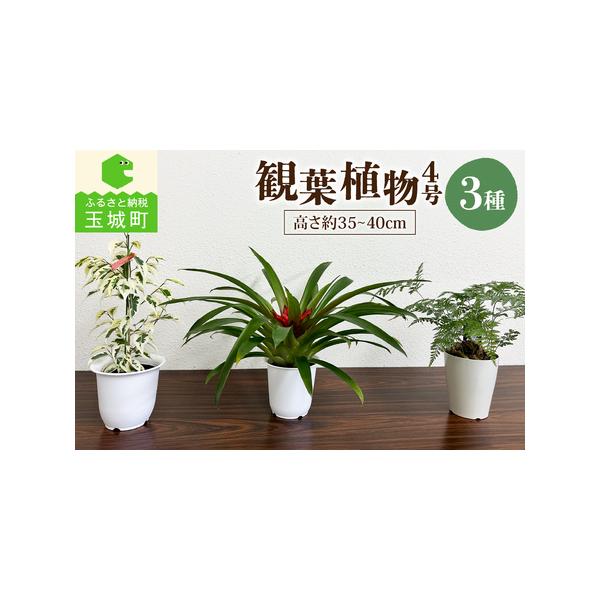 ■ 容量　観葉植物４号のプラ鉢３種セット　高さ約３５cm〜４０cm　　【原産地】　三重県■ 配送について　寄附金の確認がとれているお申込の集計を2週間毎に実施しています。　返礼品の発注は、それ以降となります。　タイプ：【常温】