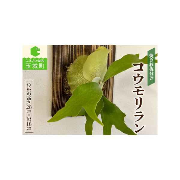 ■ 容量　杉板と生植物　【杉板のサイズ】　高さ:28cm　幅:18cm　　【原産地】　三重県■ 配送について　寄附金の確認がとれているお申込の集計を2週間毎に実施しています。　返礼品の発注は、それ以降となります。　タイプ：【常温】