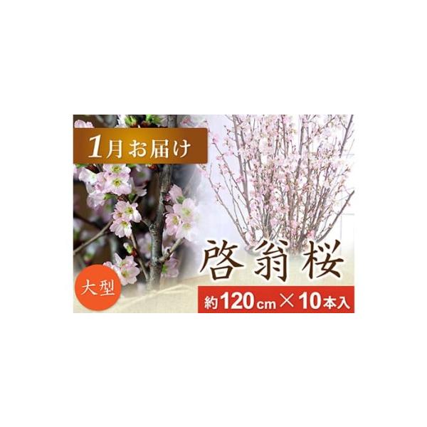 ■ 容量　啓翁桜　約120cmの枝×10本入り■ 配送について　2026年1月中旬〜1月末頃発送予定　　タイプ：【常温】