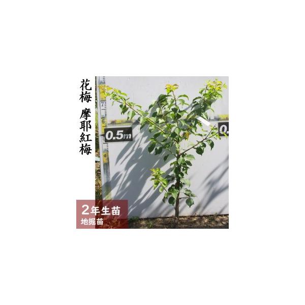 ■ 容量　ウメ(花梅)摩耶紅梅[地掘苗 2024年]1苗■ 配送について　2025年11月中旬〜2026年4月下旬頃