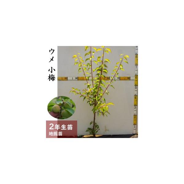 ■ 容量　ウメ(実梅) 小梅[地掘苗 2024年] 1苗■ 配送について　2025年11月中旬〜2026年4月下旬頃