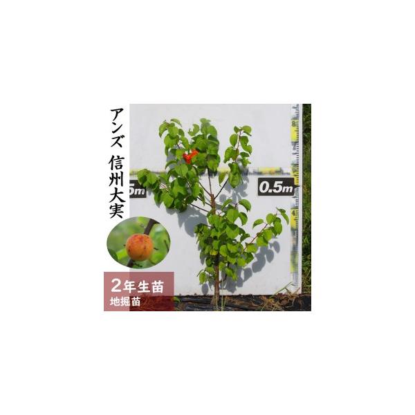 ■ 容量　アンズ(杏) 信州大実[地掘苗 2024年] 1苗■ 配送について　2025年11月中旬〜2026年4月下旬頃