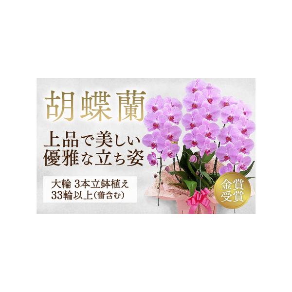 ■ 容量　大輪系ピンク胡蝶蘭の3本立鉢植え　（ラッピング、立て札、育て方パンフレット、品質保証書、鉢受けトレイ、霧吹きスプレー付）　・大きさ　高さ約90cm、横幅約60cm、奥行約40cm　・花つき　33輪以上（つぼみ含む）　・輪サイズ　1...