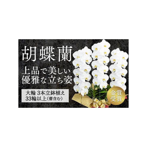 ■ 容量　白大輪胡蝶蘭の3本立鉢植え　（ラッピング、立て札、育て方パンフレット、品質保証書、鉢受けトレイ、霧吹きスプレー付）　・大きさ　高さ約90cm、横幅約60cm、奥行約40cm　・花つき　33輪以上（つぼみ含む）　・輪サイズ　11cm...