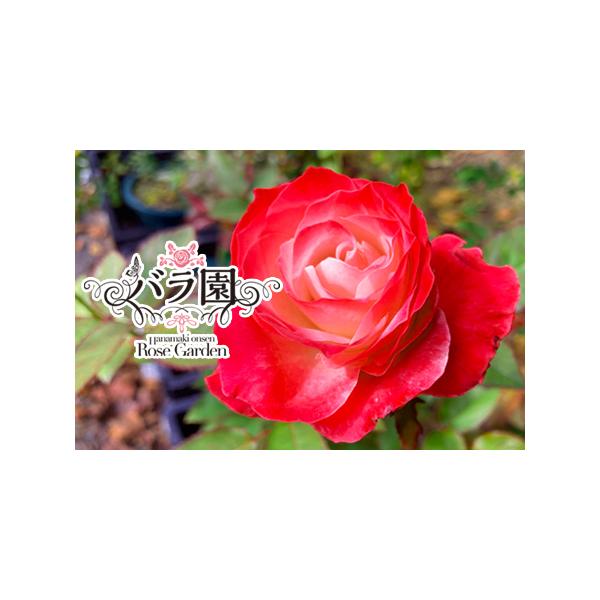 ■ 容量　【容量】　大苗(7号サイズ)　1本(約90〜100cm）■ 配送について　※発送開始後は10日程度で発送　タイプ：【常温】