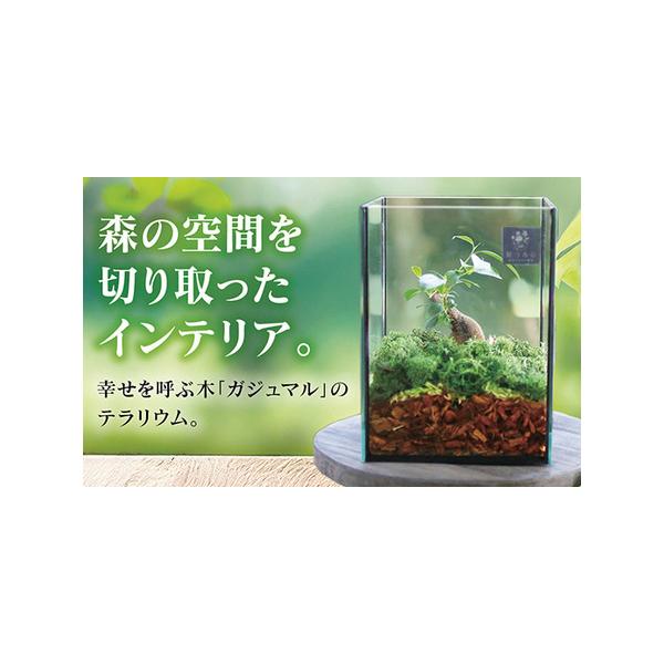 ■ 容量　ガジュマル1点を植えた写真の完成品が届きます。　植物・・・ミニガジュマル　苔は着色したフェイクモス　ガラスケースサイズ・・・高さ：約20cm×幅・奥行：約15cm■ 配送について　1週間前後で発送(日付指定可能。母の日、年末年始や...