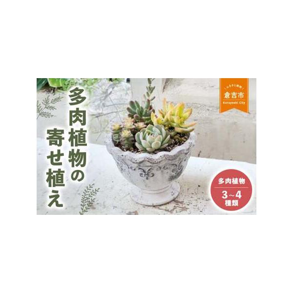 ■ 容量　多肉植物の苗　鉢(陶器、セメント、ブリキ)　※多肉植物と鉢の種類はおまかせとなります。ご了承ください。■ 配送について　入金確認後２〜４週間程度　　【申込期日】通年　タイプ：【常温】【ギフト】