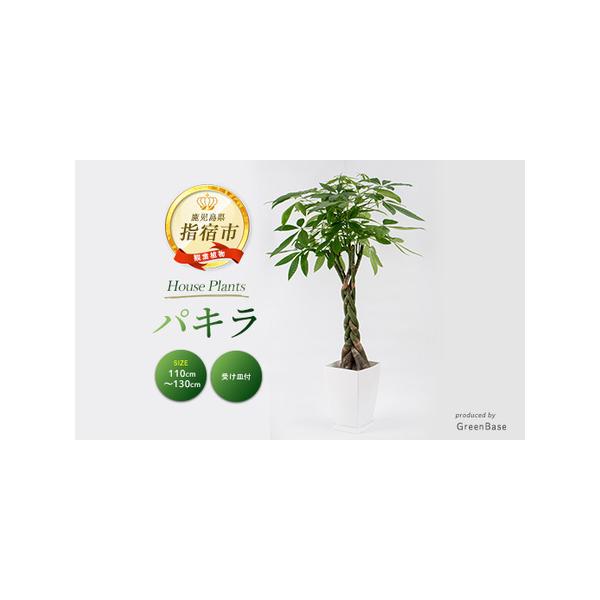 ■ 容量　パキラ：1点　高さ(鉢底から):110cm〜130cm　【鉢サイズ】　高さ：29cm　鉢上部の直径：18cm　白色プラスチック四角鉢（受け皿付き）■ 配送について　■受付期間：通年申込を受け付けております。　　■発送期間：2026...