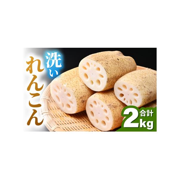 ■ 容量　■内容　約2kg　（8〜12節入り）　　※鮮度を保つため、れんこんは芽・根付きの状態でお送りいたします。　新鮮なれんこんをお楽しみください。　※おおよその目安として、1節で1品の料理がお楽しみいただけます。　　■賞味期限　冷蔵で約...