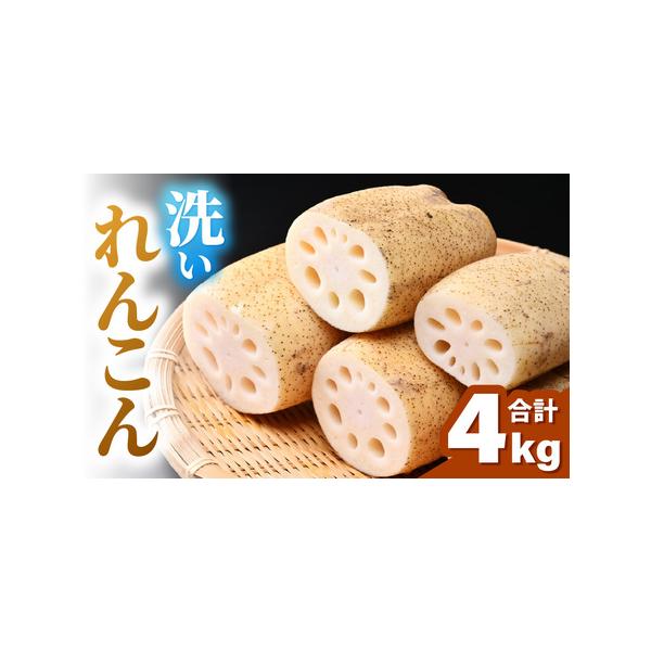 ■ 容量　■内容　約4kg　（16〜24節入り）　　※鮮度を保つため、れんこんは芽・根付きの状態でお送りいたします。　新鮮なれんこんをお楽しみください。　※おおよその目安として、1節で1品の料理がお楽しみいただけます。　　■賞味期限　冷蔵で...