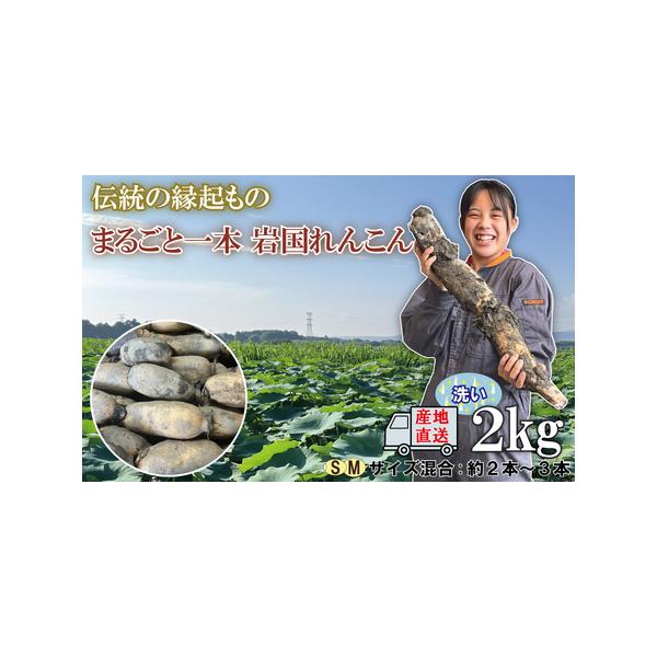 ■ 容量　岩国産れんこん（洗い）2kg■ 配送について　ご入金確認後、8月中旬頃〜翌年3月末日間で順次発送　タイプ：【常温】