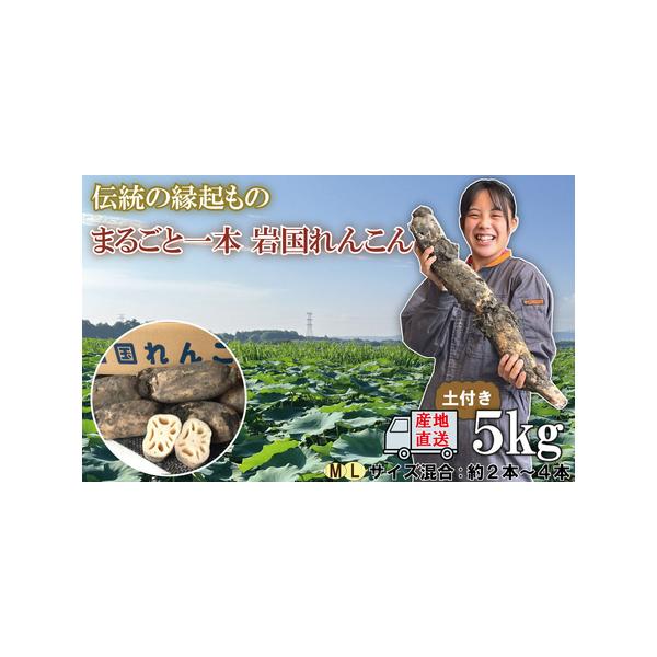 ■ 容量　岩国産れんこん　5kg■ 配送について　ご入金確認後、8月中旬頃〜翌年3月末日間で順次発送　タイプ：【常温】