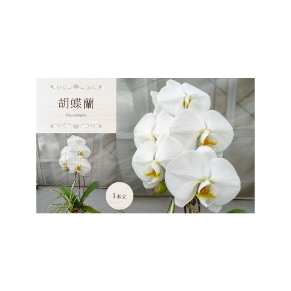 ■ 容量　1本立■ 配送について　寄付ご入金後1ヶ月以内を目安に発送します。　タイプ：【常温】