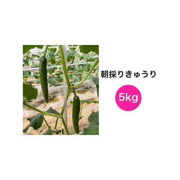 ■ 容量　きゅうり 5kg(約50本)■ 配送について　入金確認後、3〜4週間程度で発送いたします。　※離島へのお届けはできません。　※年末年始・ゴールデンウィーク・お盆期間などの長期休暇中は、お届けまでにお時間がかかる場合がございます。　...