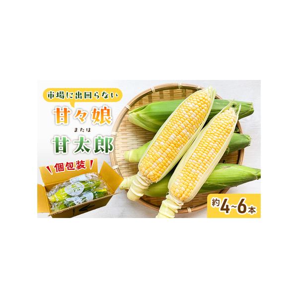 ■ 容量　【2026年6月下旬頃より順次発送】　・品種：甘々娘または甘太郎のどちらかとなります。　　※品種はお選びいただけません。　・数量：約4〜6本（3L〜L）　・重量：約1.5kg　・原産地：静岡県浜松市　・容器ダンボール　■ 配送につ...