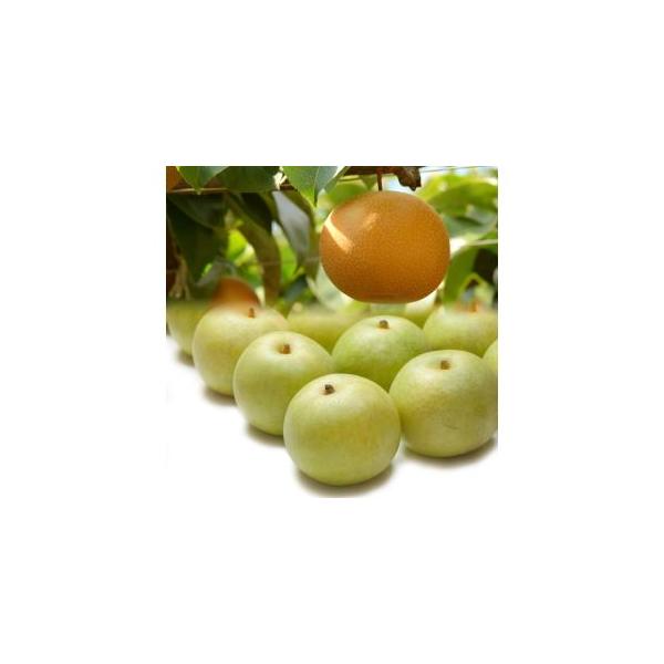 ■ 容量　３ｋｇ前後■ 配送について　2026年8月下旬〜2026年9月中旬に順次発送　※不在日がありましたら、備考欄にご入力ください。　タイプ：【常温】