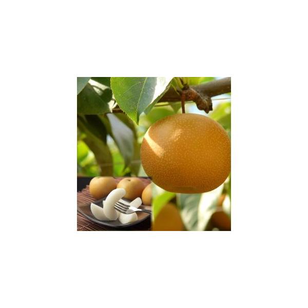 ■ 容量　3kg前後（5〜12玉前後）■ 配送について　2026年8月下旬〜2026年9月中旬に順次発送　※不在日がありましたら、備考欄にご入力ください。　タイプ：【常温】