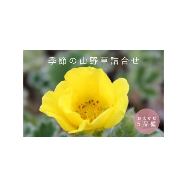 ■ 容量　山野草5品種セット■ 配送について　入金確認から１カ月程度で発送　タイプ：【常温】