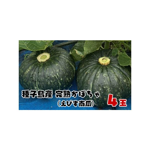 ■ 容量　種子島産かぼちゃ（えびす南瓜）４玉■ 配送について　6月〜順次発送　天候により若干前後する可能性があります。　タイプ：【常温】