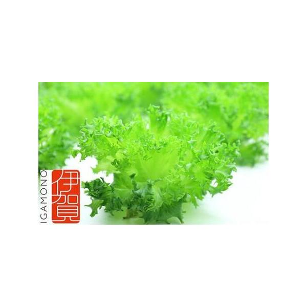 ■ 容量　植物工場製フリルレタス(約80g)×25個入り1箱■ 配送について　順次発送　タイプ：【冷蔵】