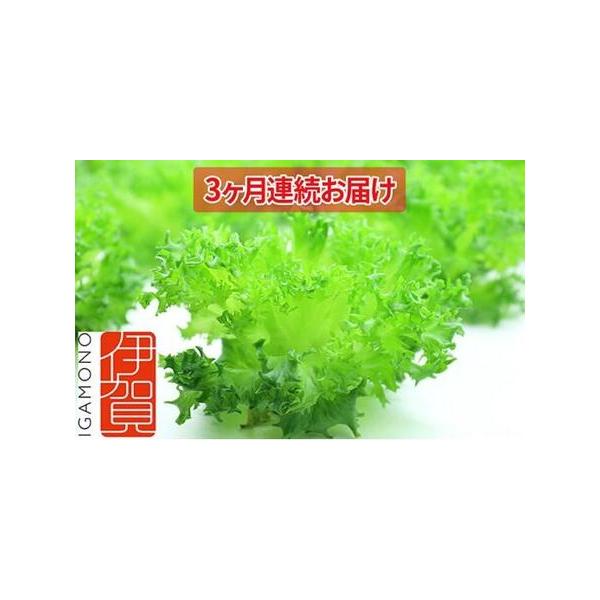 ■ 容量　植物工場製フリルレタス（約80g）×25個入り1箱　3ヶ月連続でお届け■ 配送について　入金確認後の翌月より3ヶ月連続でお届けします。　タイプ：【冷蔵】【定期】
