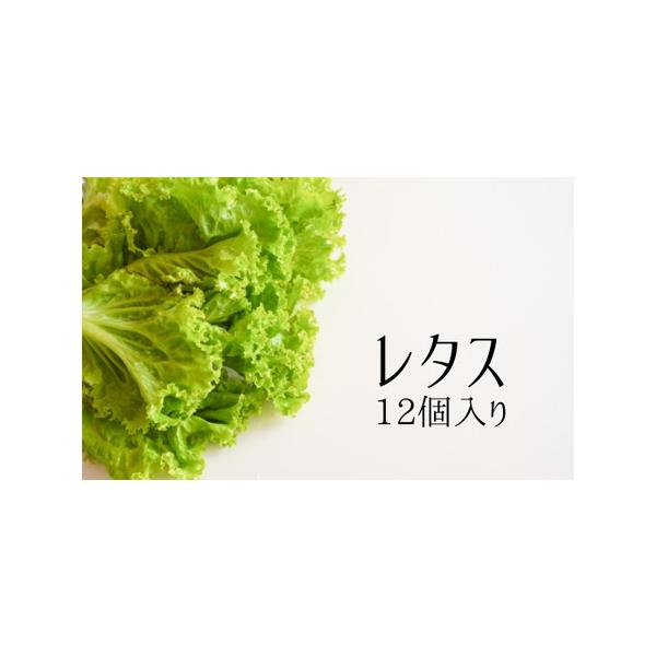 ■ 容量　"2種×6袋(計12袋）　スマシャキ、フレアベル、フリルアイスなどの品種をお届けします。　※品種は予告なく変更になる場合があります。"　■ 配送について　ご寄付納入確認日から、1ヶ月以内を目安に返礼品をお送りします。　　タイプ：【冷蔵】